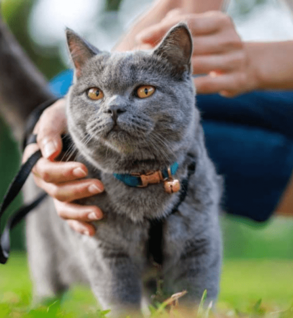 A Complete Guide for Cat Lovers