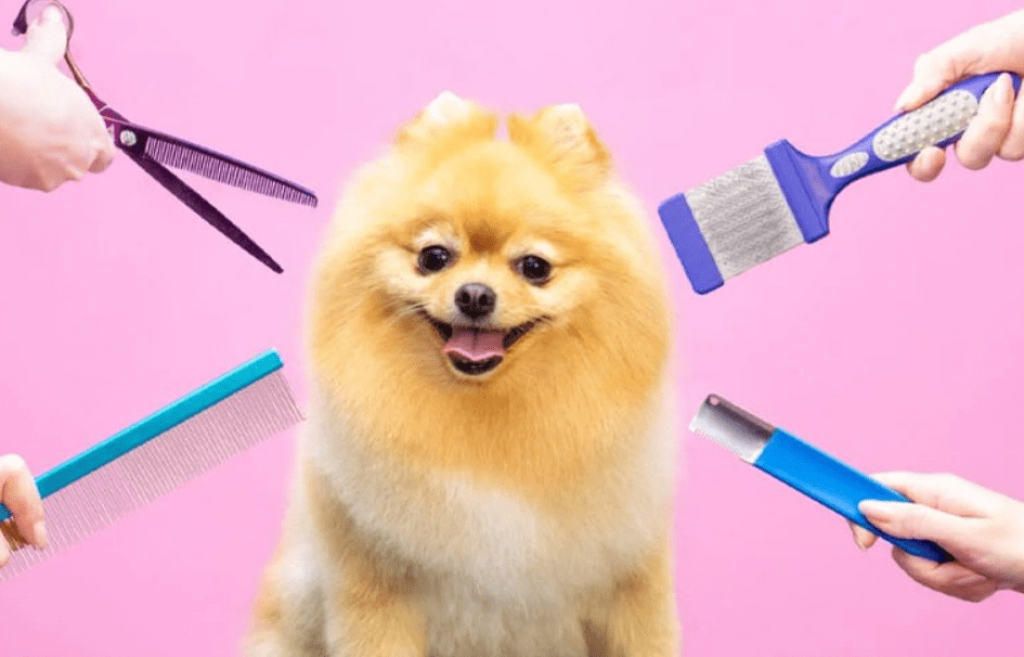 Combing Your Dog's Hair