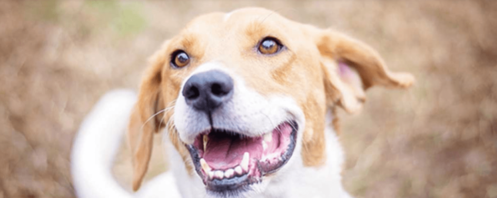 Oral Tumor in Dogs