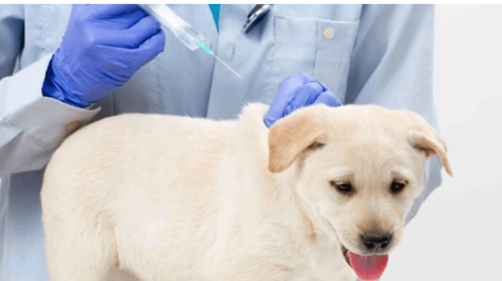 Pet Vaccination Schedule