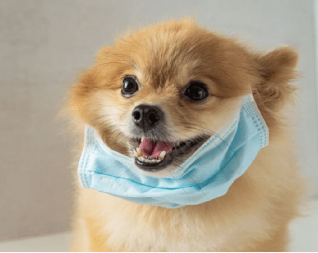 Strategies to prevent the impact of polluted air on pet health