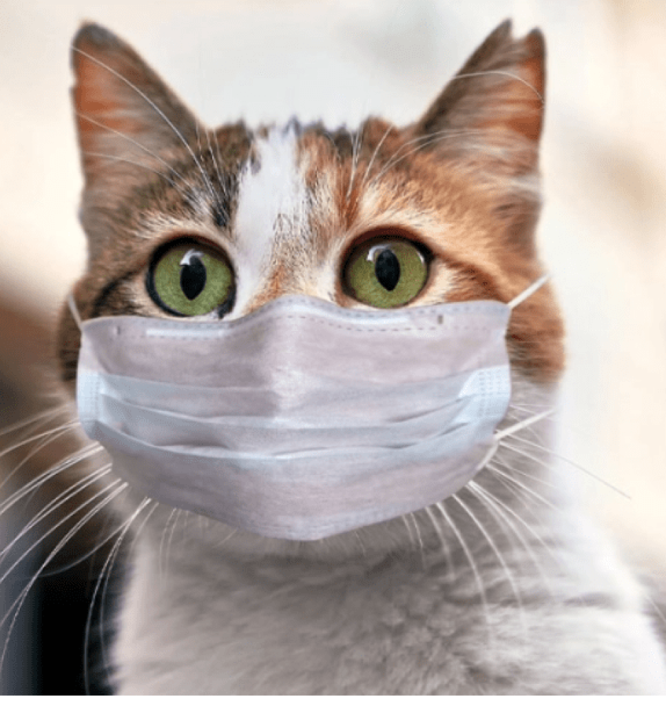 Strategies to prevent the impact of polluted air on pet health 2