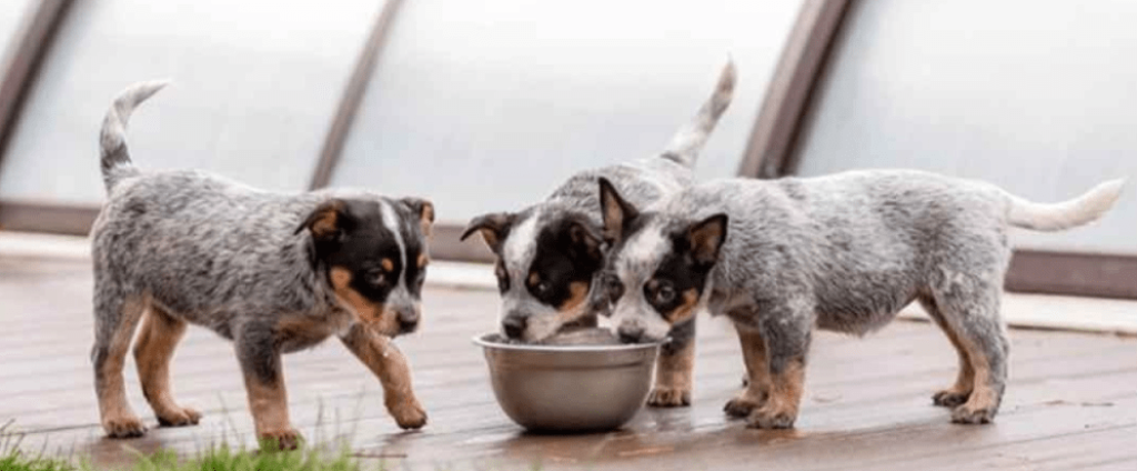 Using cow's milk to feed puppies
