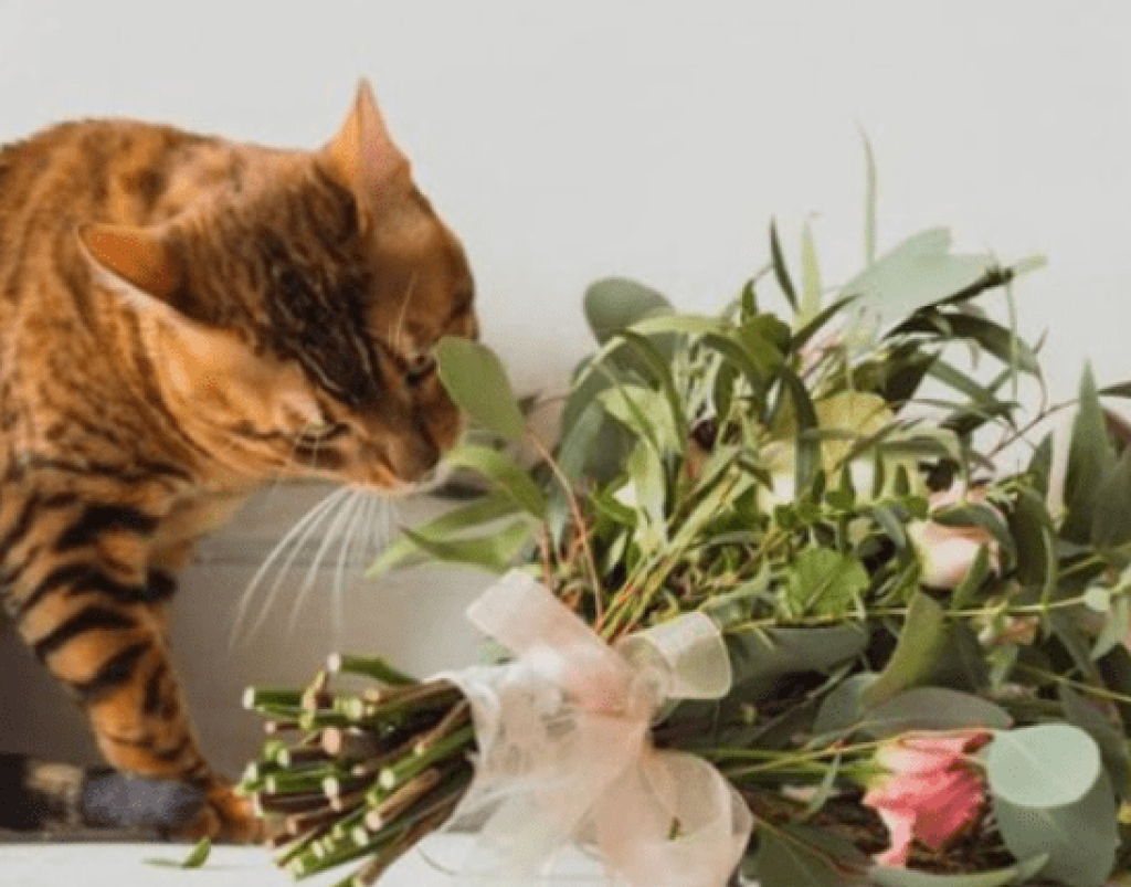 items that may harm the cat