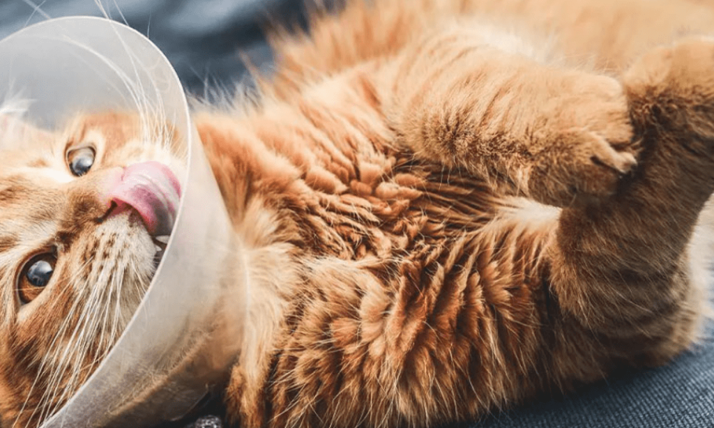 spaying a female cat