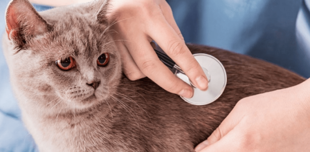 veterinarian to perform routine