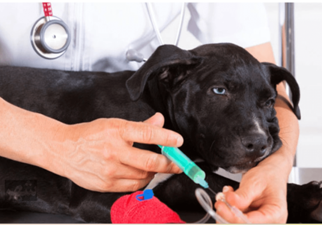Canine parvovirus disease