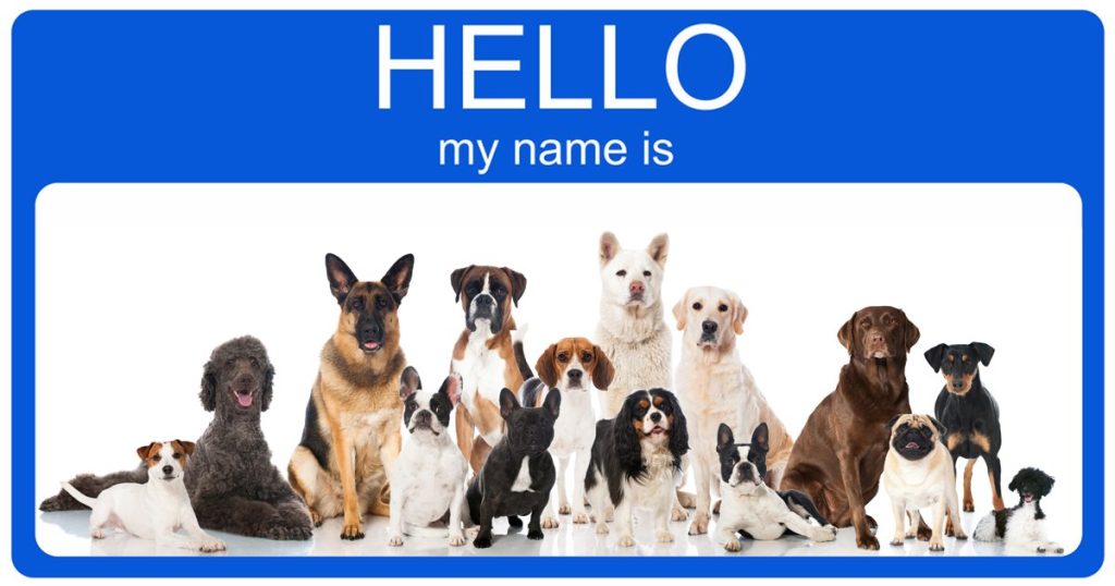 Recommended and popular names for pets