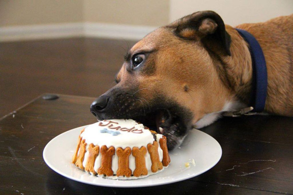 Sugar-induced blindness in dogs: facts and warnings